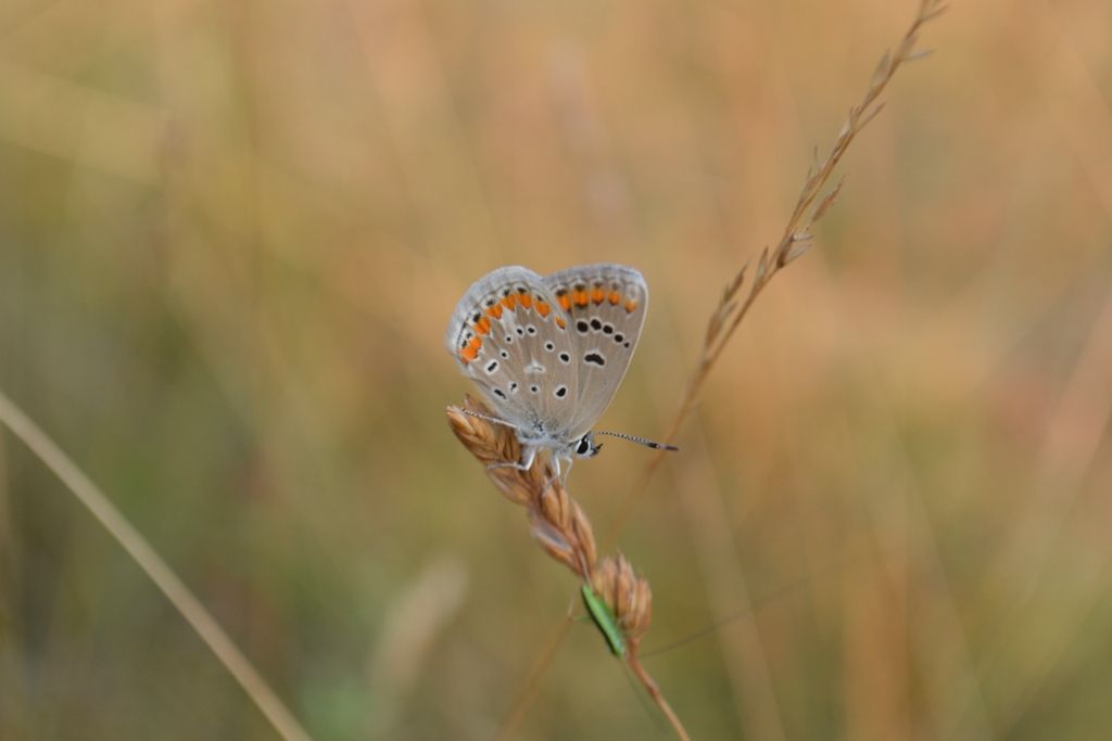 Polyommatus icarus?